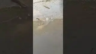 Amazing Traditional Net Fishing Video From River #riverfish #catfishfish #riverfish