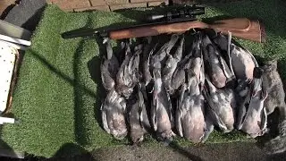 Airgun Hunting  Early morning wood pigeons 23 04 16