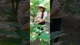 Turkey Berry, organic gardening #shorts