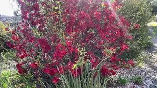I love flowers #Canberra 