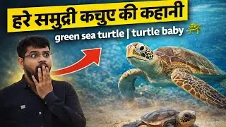 हरे समुद्री कछुए की कहानी | green sea turtle | turtle baby🐢