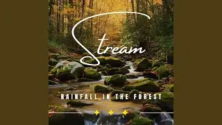 Tranquil Rain Moments
