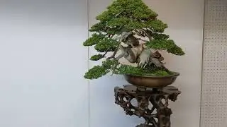 🎍🌳　1-2  #Environmental #Minister #Award-Win #SHIN-PAKU（#Cypress #Ibuki) #BONSAI #Ueno #Festival