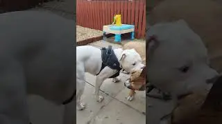 MAX STAYS CALM BUT ASSERTS AUTHORITY. XL BULLY PLAYING A BIT TOO ROUGH. ALL GOOD THO.