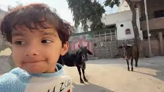 Morning Colony Walk With Kashu | Dogs, Cow & Candy Masti 🍭🐄