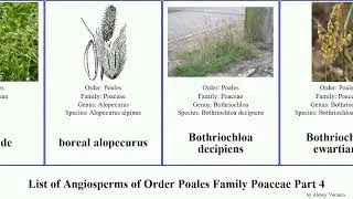List of Angiosperms of Order Poales Family Poaceae Part 4 grass bluegrass bromus bamboo brachiaria