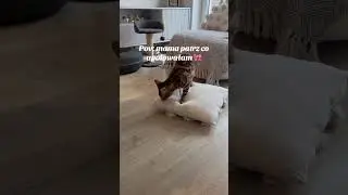 Łowy zakończone sukcesem ✨🥰#kocieszorty #cat #kot #kitten #catshorts #bengals #funnycats