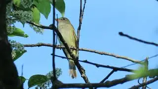 Alder Flycatcher