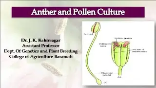 ELE BOT 242 Micropropagation Lecture no.9 - Anther culture part 2 by Dr. J. K. Kshirsagar