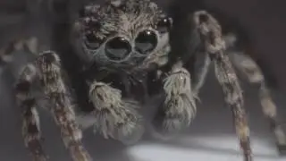 Паук-скакунчик | Salticidae