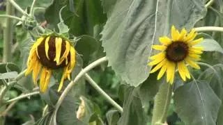 A Long Time Coming: video haiku