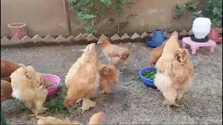 Golden Buff