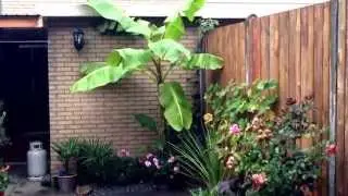 Cold hardy banana Musa Sikkimensis.