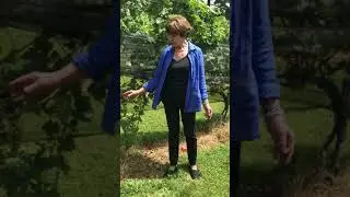 Virginia Wine - Mid-Summer Grapes
