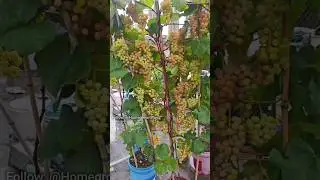 Мои лозы, выращенные в ведрах #сад #комнатадлявыращивания #выращиваниедома