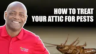 How to Treat Your Attic for Pests the Eco Friendly Way 🌿🪳