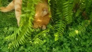 backyard fern camouflaged cat