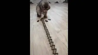 Domino Cat  Cute Cats   Funny Cats  Shorts720P HD
