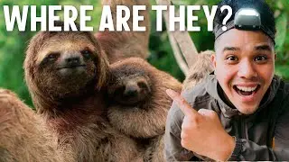 Costa Rica: The Best Place in the World to Find Sloths!