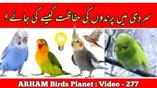 Winter Season Guidelines ( Australian Parrots, Love Birds, Cocktail, Finches ) By |Arham| Video. 277