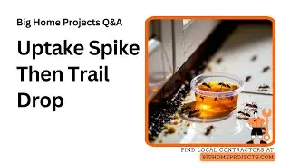 Ant Gel Uptake Spike Proof: Trail Drop Timeline