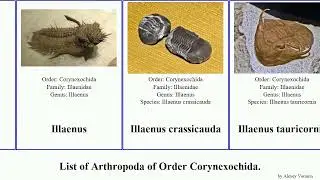 List of Arthropoda of Order Corynexochida. giganteus Illaenus Ectillaenus Ellie Home Stretch North