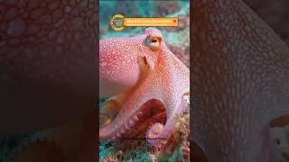 ESSE ANIMAL N&Atilde;O TEM OSSOS E &Eacute; UM G&Ecirc;NIO 😳🐙 #polvo #curiosidades #curiosidadesdeanimais