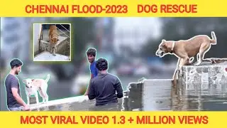 How I saved them 🥹| Chennai Flood 2023 | Stray dog rescue 🥹🐶