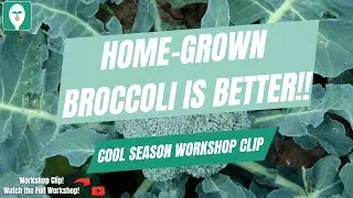 Homegrown Broccoli Tastes Better Than Store-Bought!