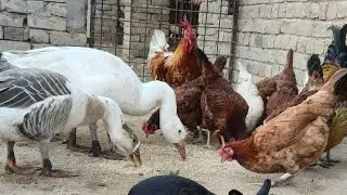 Beautiful new farm and new village animal video 16 January 2026