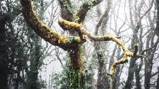 Fotografiando &Aacute;rboles MUY RELAJADAMENTE