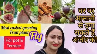 Most easiest growing fruit plant fig/ घर पर आसानी से उगा सकते हैं अंजीर को#fruit #gardening #viral 