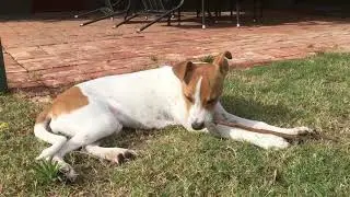 Toffee vs small stick
