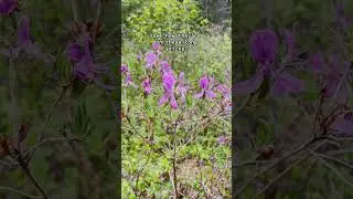 Nature&rsquo;s Cool: Rhodora / Canada Rosebay