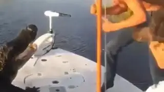 Florida Man vs Alligator 🐊🥊