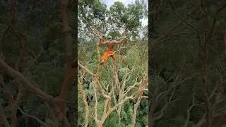 82m transition branch