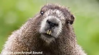 Beaver Sound