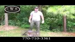 Cain's Wildlife Removal