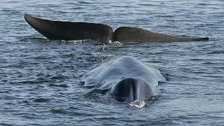 Iceland resumes fin whale hunting to dismay of animal welfare groups