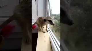 🐾😲 Kapi the Meerkat Sounds the Alarm! Chattering on the Balcony 🚨 #Kapi #Meerkat #MeerkatSounds