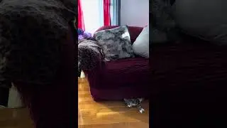 #cat  #babykitten #catlover #kittey #animal #kittty #cute #kitten #kittenjoy #pet