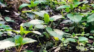 [Healing Weeds] Wild Lemon Balm on the forest floor - Bristol, UK