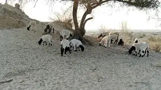 Collection of Cute Animals: Sheep and Goats Babies eating tree Leaves in the Jungle | Animals