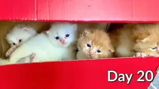Day 20: A Box Full of Baby Kittens! (Very Cute Content!) - Day 20 of Day 100