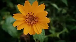 Nature blossom flower 🌼
