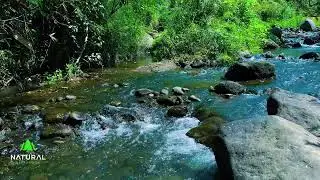Crystal River Flow Through Mossy Rocks | Peaceful ASMR Nature Sounds for Calm and Meditation