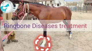 Ringbone disease management in equine.