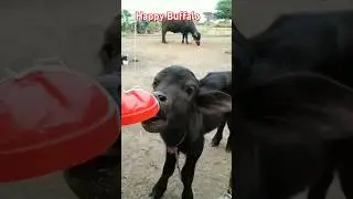 Aha Tamatar Bade Majedaar 🍅🐃#shorts #ahatamatarbademajedar #buffallo