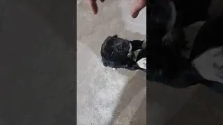 Pentru Șosețica si prietenii ei, dezghet mancarea de peste zi cu lapte fierbinte, iarna grea la tara