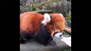 Oregon Zoo's Red panda walk